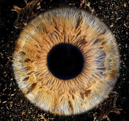 Photographe d'iris châteaubourg